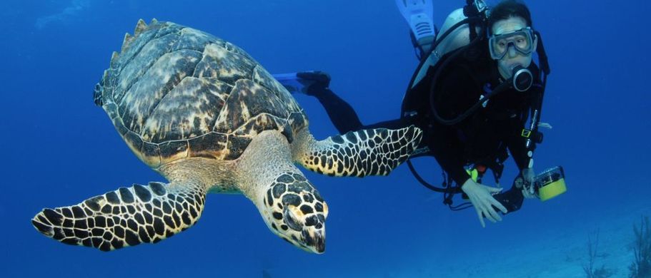 diving center in marsa alam